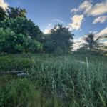 listing image thumbnail with ID 59875