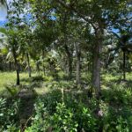 listing image thumbnail with ID 59561