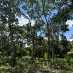 listing image thumbnail with ID 59559