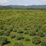 listing image thumbnail with ID 60580