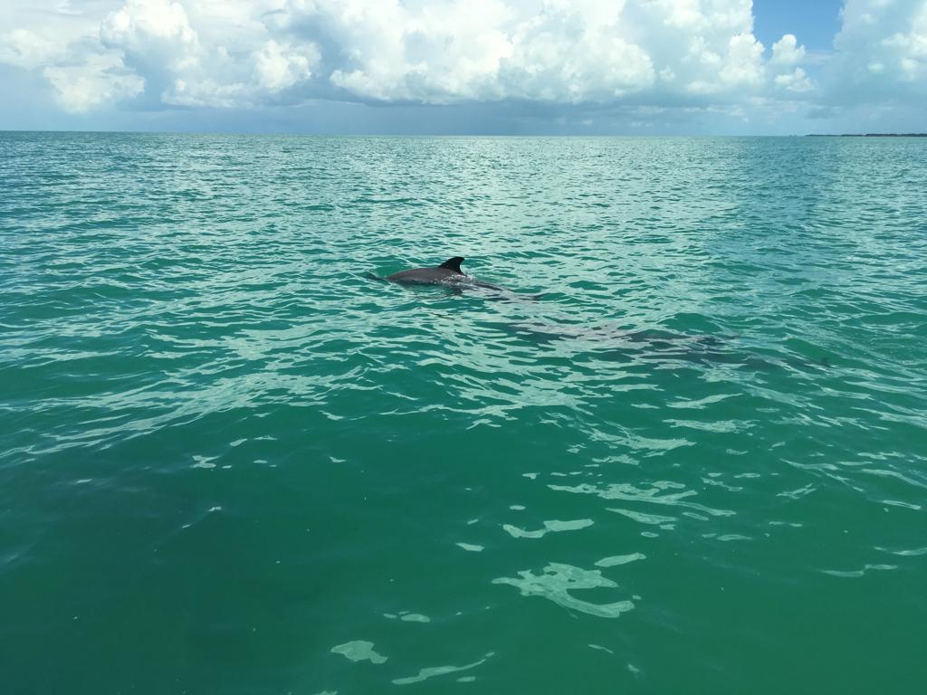 listing image with ID 60967