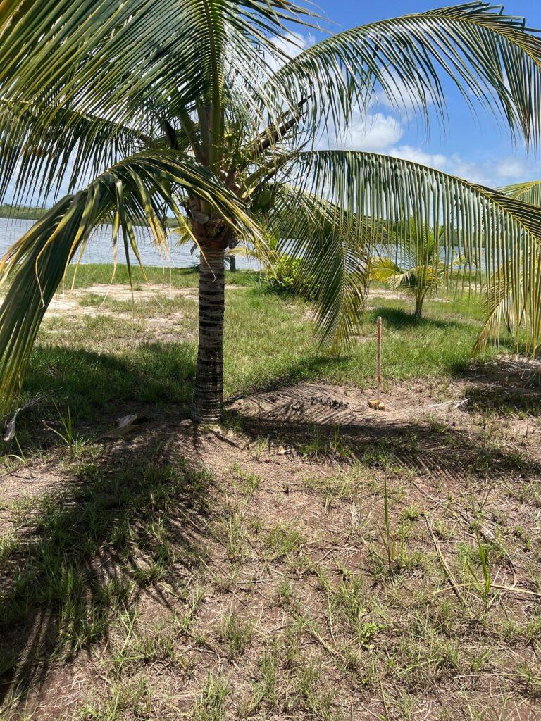 listing image with ID 62125