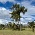 listing image thumbnail with ID 63474