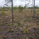 listing image thumbnail with ID 62803