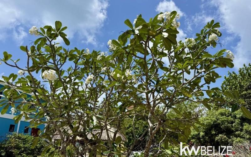 listing image with ID 62557