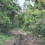 listing image thumbnail with ID 62142