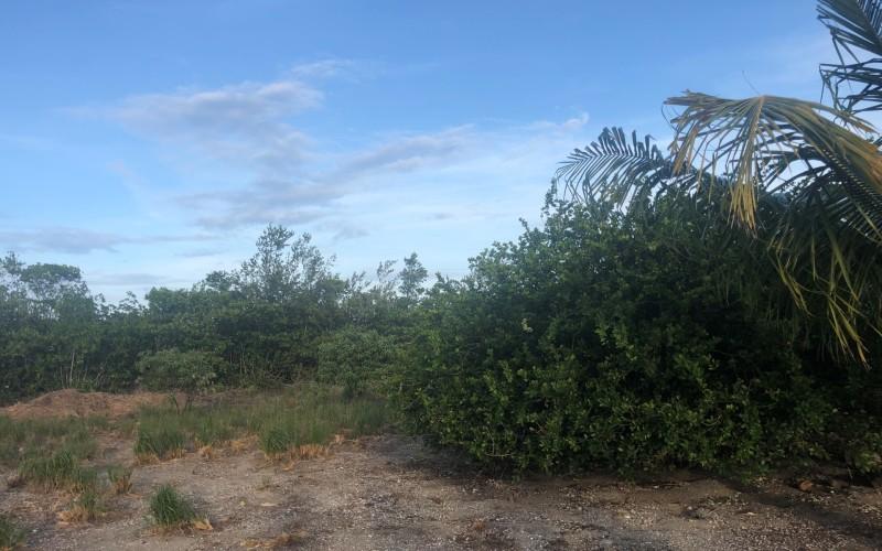 listing image with ID 62406