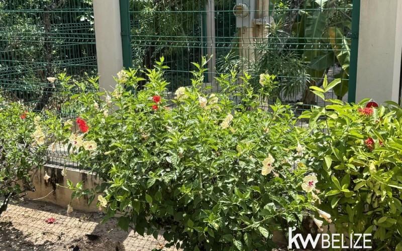 listing image with ID 62556