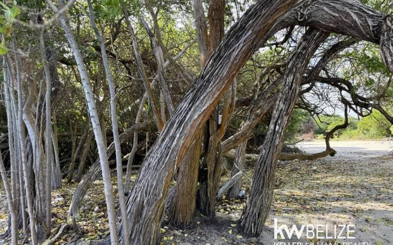 listing image with ID 63145