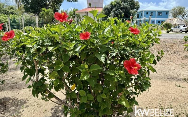 listing image with ID 62553