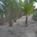 listing image thumbnail with ID 62128