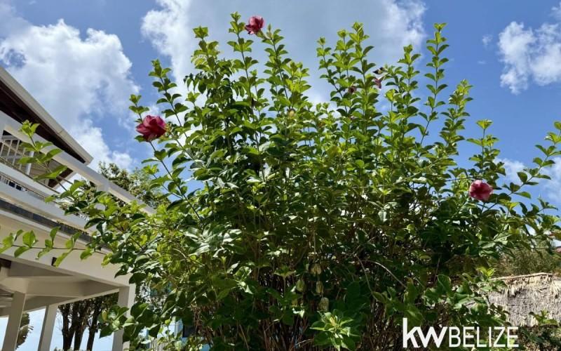 listing image with ID 62555