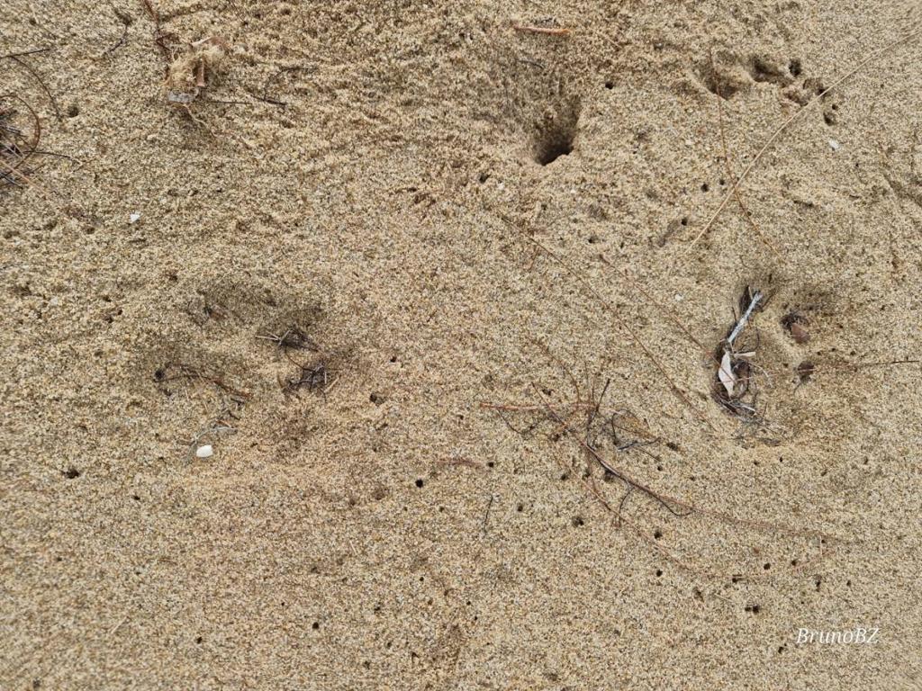 listing image with ID 64003