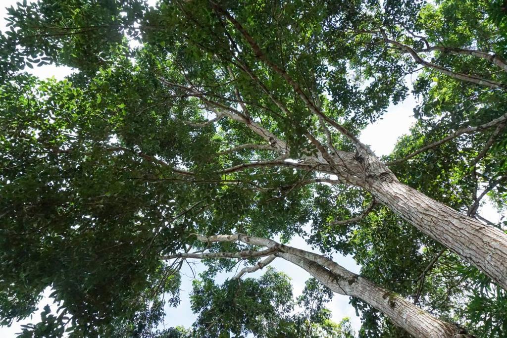 listing image with ID 67662