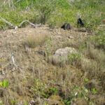 listing image thumbnail with ID 68105