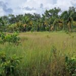 listing image thumbnail with ID 68243