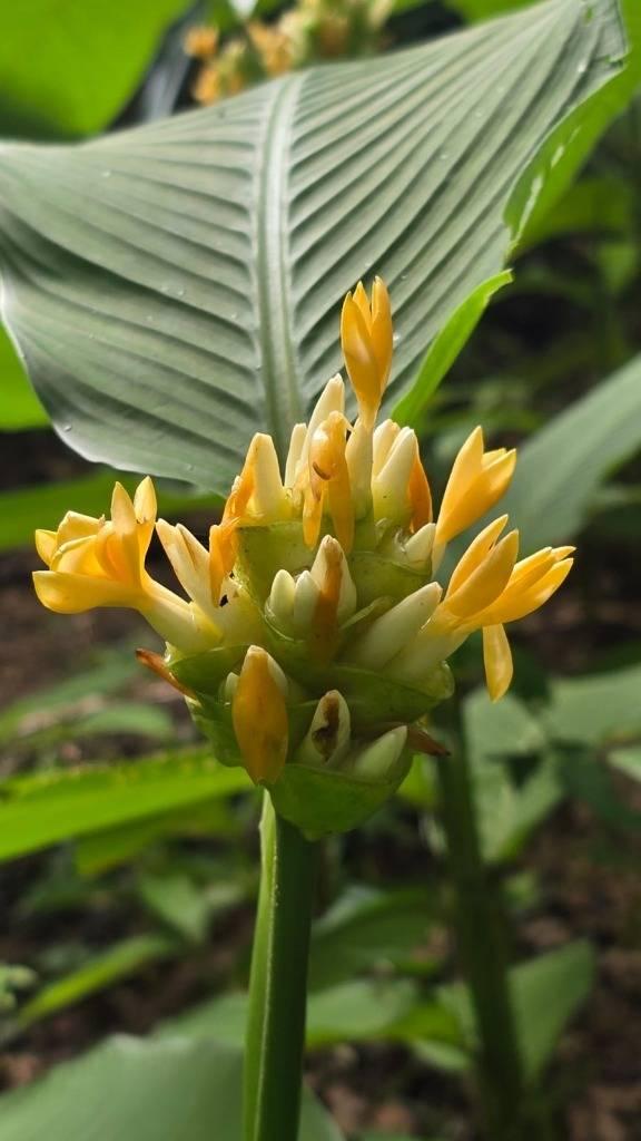 listing image with ID 65902