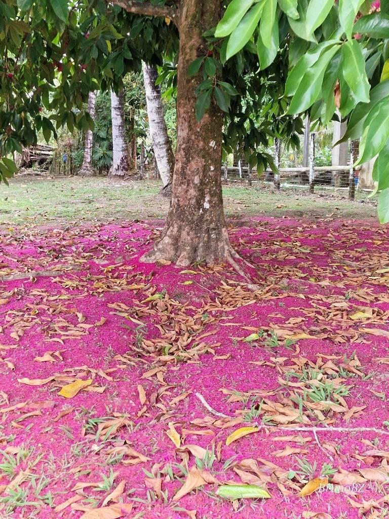 listing image with ID 67985