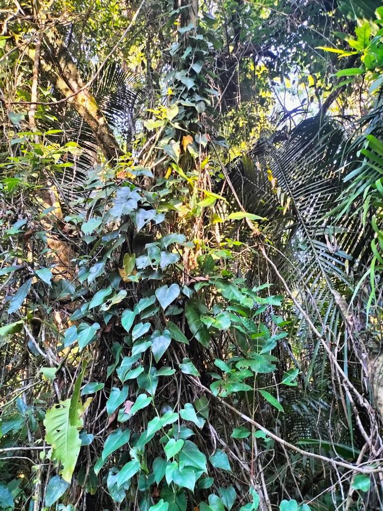 listing image with ID 64767