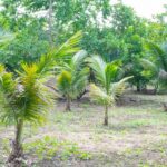 listing image thumbnail with ID 67668