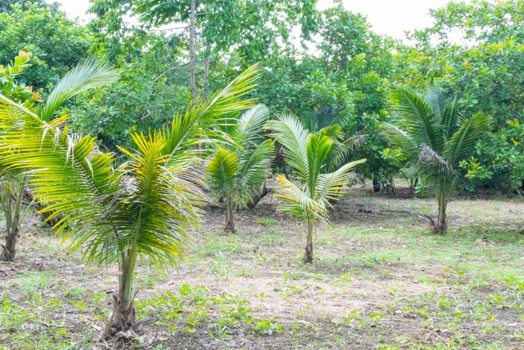 listing image with ID 67668