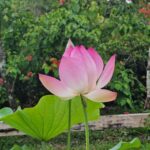 listing image thumbnail with ID 64989