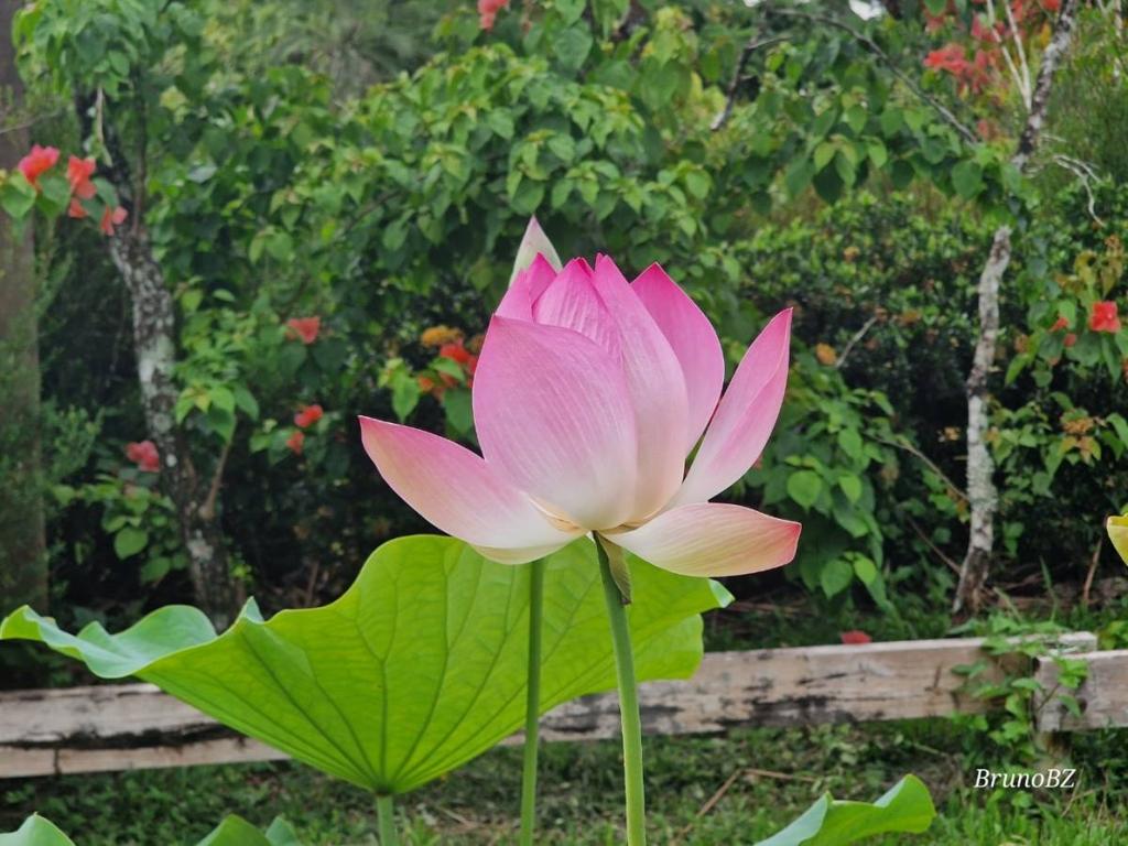 listing image with ID 64989