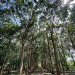 listing image thumbnail with ID 67653