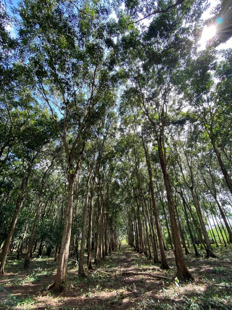 listing image with ID 67653