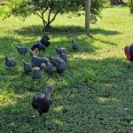 listing image thumbnail with ID 64951