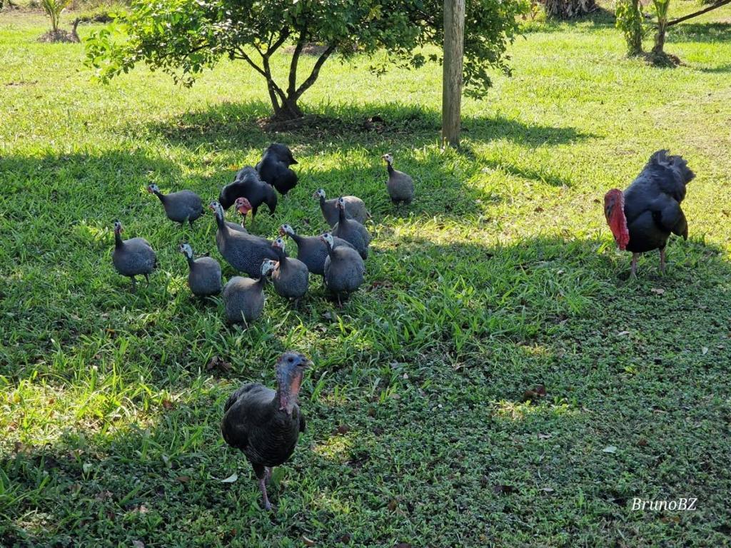 listing image with ID 64951