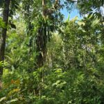 listing image thumbnail with ID 65450