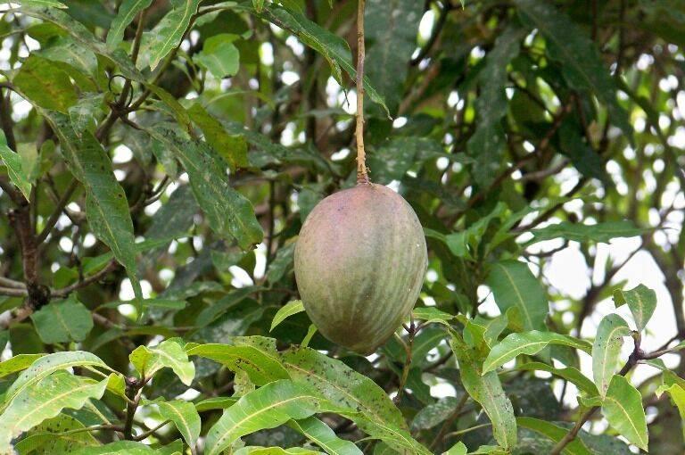 listing image with ID 69303