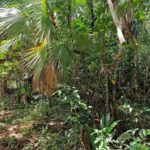 listing image thumbnail with ID 63981