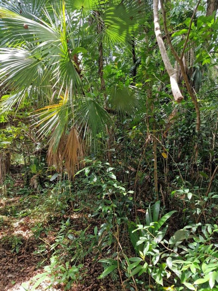 listing image with ID 63981