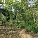 listing image thumbnail with ID 64200