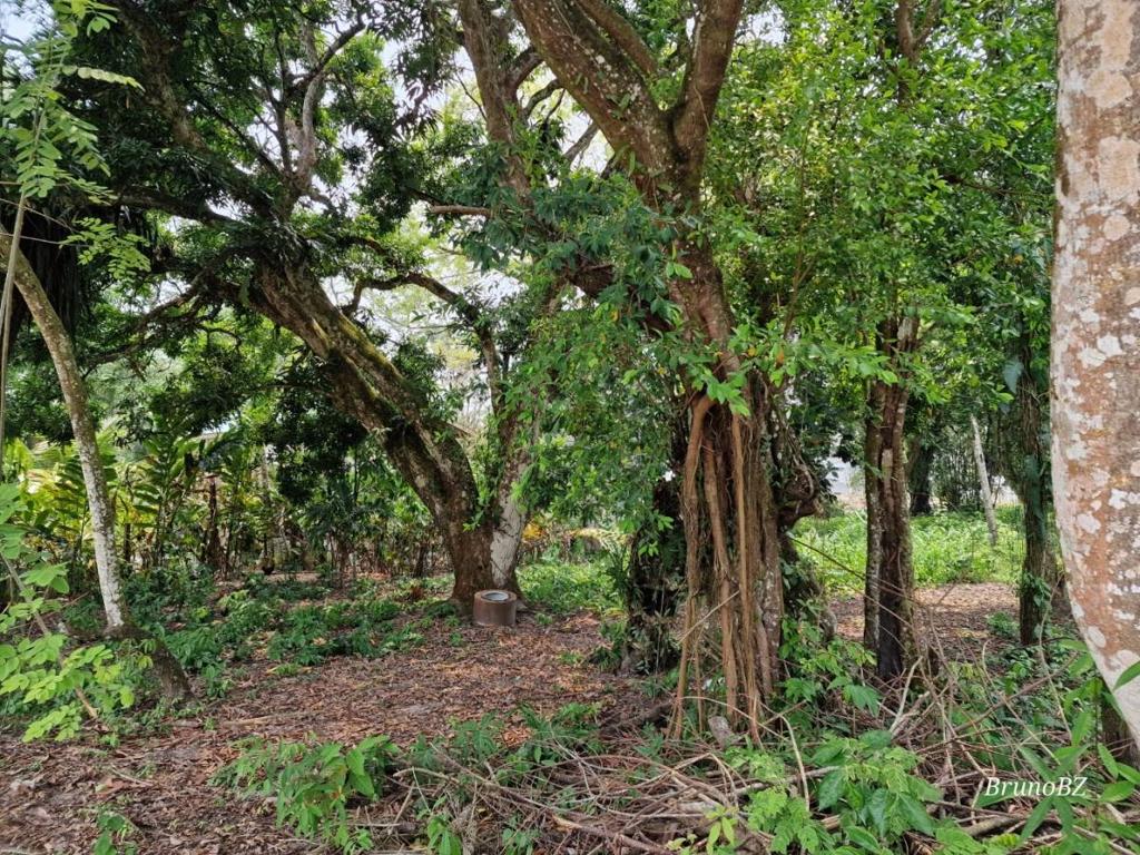 listing image with ID 65121