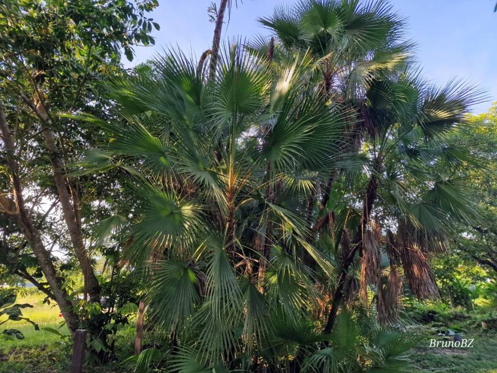 listing image with ID 67205