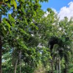 listing image thumbnail with ID 64212