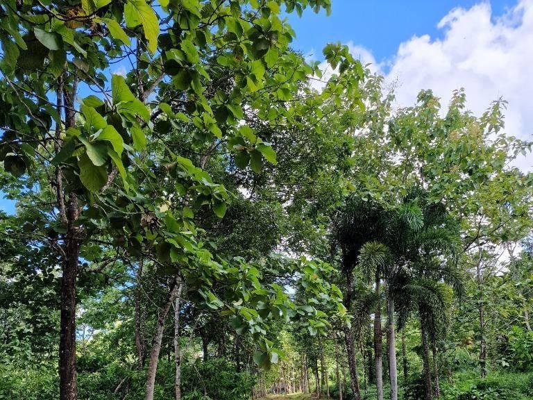 listing image with ID 64212