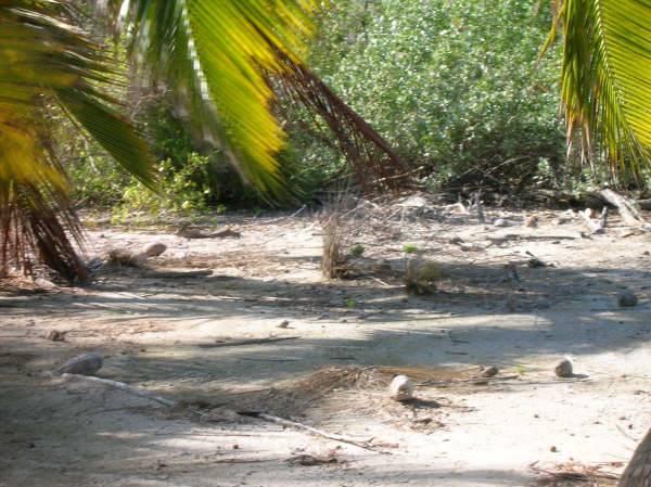 listing image with ID 68101