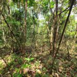 listing image thumbnail with ID 69208