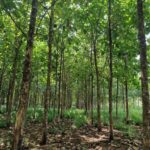 listing image thumbnail with ID 68060