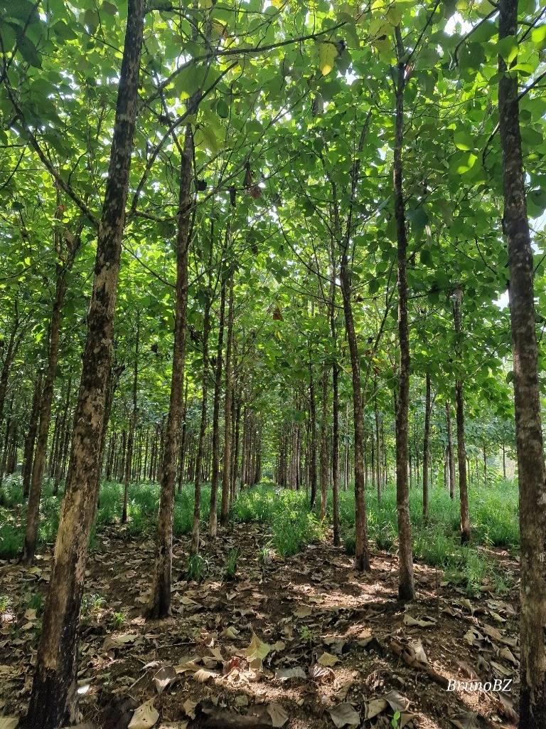 listing image with ID 68060