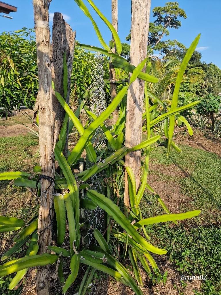 listing image with ID 64957