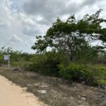 listing image thumbnail with ID 67919