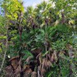 listing image thumbnail with ID 64495