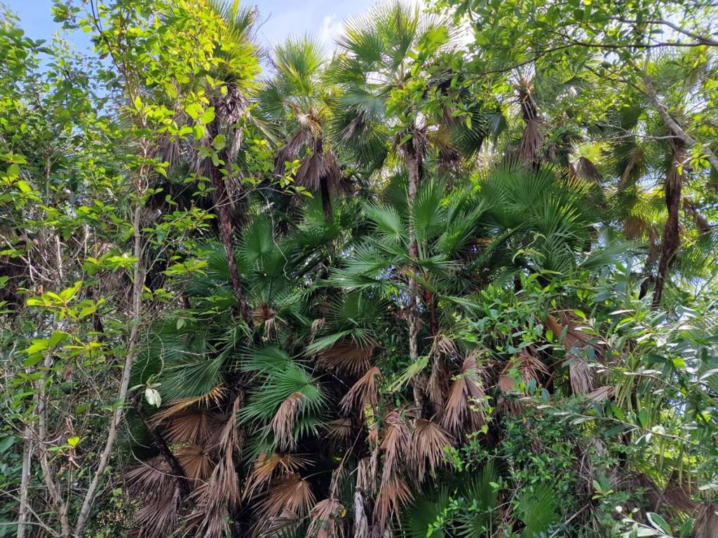 listing image with ID 64495