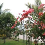 listing image thumbnail with ID 68436