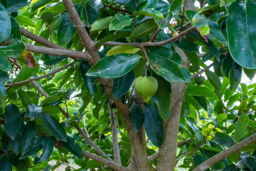 listing image with ID 67679